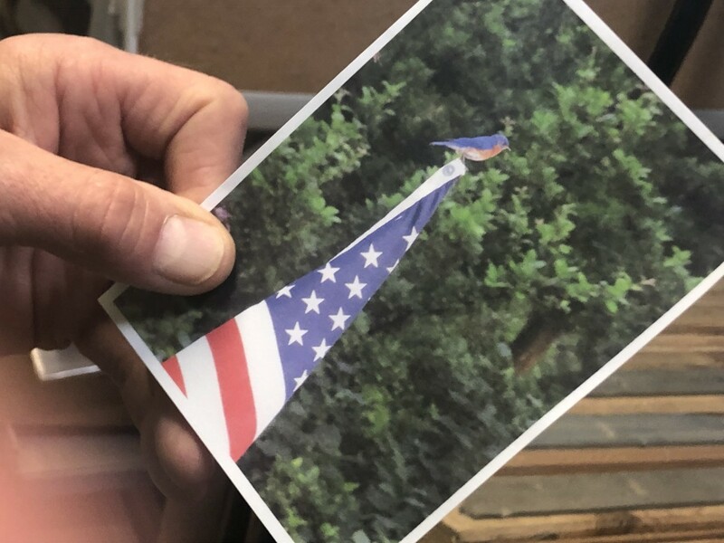 A photograph of someone holding a photograph. The photograph being held is of a bluebird sitting on top of an American flag that is hanging down on a pole.  Behind the flag are pine trees.
