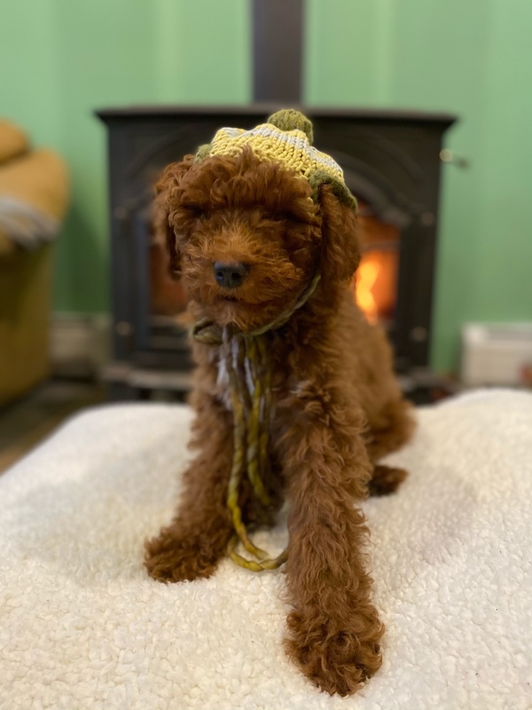 
A photograph of a small, brown, furry dog who is wearing a lime green knitted hat. The hat is knitted with different shades of yellow and green, with a green pom-pom on top. The hat ties with long strings around the dog&#039;s neck, and there are holes in the hat for the dog’s floppy ears. The dog is sitting on a beige pillow. In the background, out of focus, is a green wall and a fireplace.
