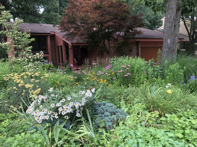 IA photograph of a garden in front of a brown house. The garden is lush and green, carpeted in many different types of plants and flowers. Towards the front is a patch of white flowers with yellow centers. Behind it is a patch of yellow flowers. Further back, towards the house, there are pink flowers with brown centers and tall leafy plants. There is a tree with dark reddish-brown leaves in front of the house, behind the garden. 
